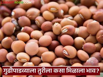 Tur Bajarbhav : तूर ८ हजाराच्या उंबरठ्यावर ; ‘या’ ठिकाणी अजूनही कमी दर - Marathi News | latest news Tur Bajarbhav: Tur on the verge of 8 thousand; Prices still low in 'this' place | Latest News at Lokmat.com