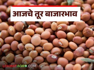 Tur bajar bhav : आजचे तूर बाजारभाव कसे आहेत जाणून घ्या सविस्तर - Marathi News | latest news Tur bajar bhav: Know in detail what are the tur market prices today | Latest News at Lokmat.com