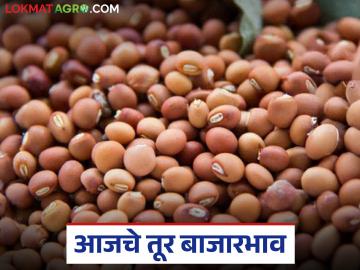 Tur Bajar Bhav : आजचा तूर बाजार अपडेट; आवक आणि दरांचा आढावा - Marathi News | latest news Tur Bajar Bhav : Today's Tur Bajar Update; Review of demand, arrivals and prices | Latest News at Lokmat.com