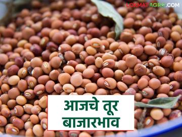 Tur bajar bhav : तुरीची आवक कमी; लाल-पांढऱ्या तुरीला चांगला दर वाचा सविस्तर - Marathi News | latest news Tur bajar bhav: Tur arrivals are low; Good prices for red and white Tur Read in detail | Latest News at Lokmat.com