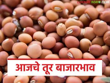 Tur Bajarbhav : तूर बाजारात मोठे चढ-उतार; 'या' बाजारात ८ हजारांचा टप्पा पार - Marathi News | latest news Tur Bajarbhav: Big ups and downs in the tur market; 'Ya' market crosses the 8 thousand mark | Latest News at Lokmat.com