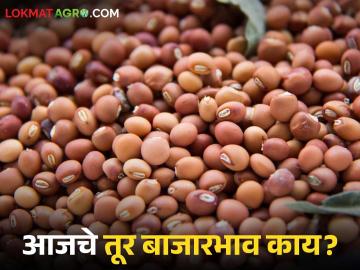 Tur bajar bhav : लाल तूर खातेय भाव; अकोला बाजारात गाठला सर्वाधिक दर वाचा सविस्तर - Marathi News | latest news Tur bajar bhav: Red tur is the highest price; Akola market has reached the highest price. Read in detail | Latest News at Lokmat.com Tur bajar bhav : लाल तूर खातेय भाव; अकोला बाजारात गाठला सर्वाधिक दर वाचा सविस्तर - Marathi News | latest news Tur bajar bhav: Red tur is the highest price; Akola market has reached the highest price. Read in detail | Latest News at Lokmat.com