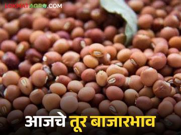 Tur Bajar Bhav : तूर बाजारात आवक वाढली; दरांमध्ये चढ-उतार वाचा सविस्तर - Marathi News | latest news Tur Bajar Bhav : Arrivals in the Tur market increased; Read the fluctuations in prices in detail | Latest News at Lokmat.com