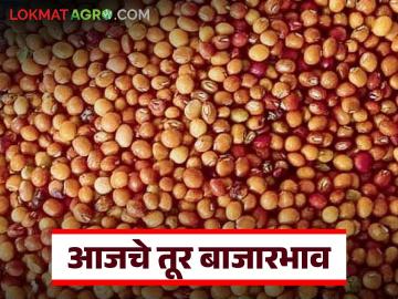 Tur Bajarbhav : तूर बाजारात हलचल; 'या' जिल्ह्यांत दरात वाढ, तर इथे घसरण - Marathi News | latest news Tur Bajarbhav : Bustling in the Tur bazaar; Increase in rates in 'these' districts, decrease here | Latest News at Lokmat.com