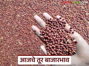 Tur Bajar Bhav : तूर आवकेत चढ-उतार सुरू; कुठे किती भाव? वाचा सविस्तर - Marathi News | latest news Tur Bajar Bhav : Tur arrivals are fluctuating; Where and how much is the price? | Latest News at Lokmat.com