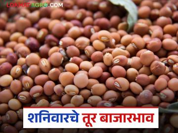 Tur bajar bhav : तूर बाजारात मोठा बदल; दरात स्थिरता, आवकेत मोठी घसरण वाचा सविस्तर - Marathi News | latest news Tur bajar bhav: Big change in the tur market; Stability in prices, big drop in arrivals Read in detail | Latest News at Lokmat.com