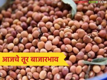 Tur Bajarbhav : लाल तुरीला जोरदार मागणी; 'या' बाजारात भाव ८५०० पार! - Marathi News | latest news Tur Bajarbhav: Strong demand for red turi; Price crosses 8500 in 'Ya' market! | Latest News at Lokmat.com