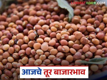 Tur bajar bhav: तूर बाजारभाव अपडेट; तुमच्या भागात तुरीला किती दर? वाचा सविस्तर - Marathi News | latest news Tur bajar bhav: Tur market price update; How much is the price of Tur in your area? Read in detail | Latest News at Lokmat.com Tur bajar bhav: तूर बाजारभाव अपडेट; तुमच्या भागात तुरीला किती दर? वाचा सविस्तर - Marathi News | latest news Tur bajar bhav: Tur market price update; How much is the price of Tur in your area? Read in detail | Latest News at Lokmat.com