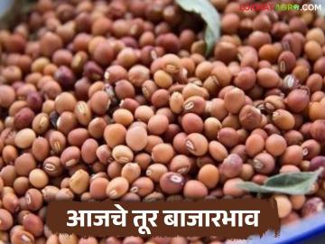 Tur Bajar Bhav : राज्यात तुरीची आवक घटली;सरासरी दर किती मिळाला वाचा सविस्तर - Marathi News | latest news Tur Bajar Bhav : Tur arrivals in the state have decreased; Read in detail what is the average price received | Latest News at Lokmat.com Tur Bajar Bhav : राज्यात तुरीची आवक घटली;सरासरी दर किती मिळाला वाचा सविस्तर - Marathi News | latest news Tur Bajar Bhav : Tur arrivals in the state have decreased; Read in detail what is the average price received | Latest News at Lokmat.com