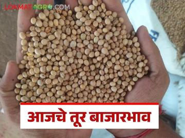 Tur bajar bhav: तुरीच्या आवकेत घट; कुठे किती दर मिळाला जाणून घ्या सविस्तर - Marathi News | latest news Tur bajar bhav: Decrease in arrival of tur; Know in detail where and how much it was sold | Latest News at Lokmat.com Tur bajar bhav: तुरीच्या आवकेत घट; कुठे किती दर मिळाला जाणून घ्या सविस्तर - Marathi News | latest news Tur bajar bhav: Decrease in arrival of tur; Know in detail where and how much it was sold | Latest News at Lokmat.com