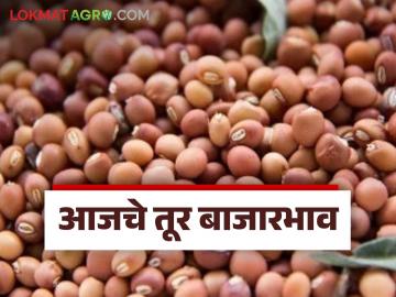 Tur Bajar Bhav : तूर बाजारात आवकेत घट; पैठण-देवणी बाजारात दर स्थिर वाचा सविस्तर - Marathi News | latest news Tur Bajar Bhav: Decrease in arrivals in Tur market; Prices stable in Paithan-Devni markets Read in detail | Latest News at Lokmat.com