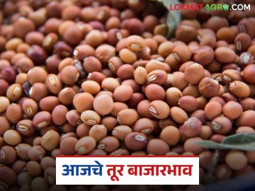 Tur bajar bhav : तुरीच्या आवकेत निम्म्याने घसरण; कसा मिळाला दर वाचा सविस्तर - Marathi News | latest news Tur bajar bhav: Tur arrivals drop by half; Read in detail how the price was achieved | Latest News at Lokmat.com Tur bajar bhav : तुरीच्या आवकेत निम्म्याने घसरण; कसा मिळाला दर वाचा सविस्तर - Marathi News | latest news Tur bajar bhav: Tur arrivals drop by half; Read in detail how the price was achieved | Latest News at Lokmat.com