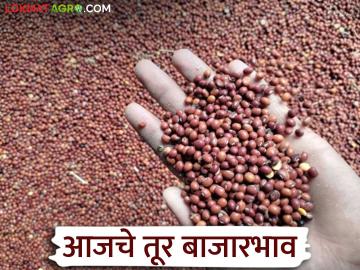 Tur Market: तुरीच्या आवकेत मोठी घट; फक्त १,४२० क्विंटल आवक, दरात चढ-उतार वाचा सविस्तर - Marathi News | Tur Market: Big drop in arrival of tur; Only 1,420 quintals arrived, price fluctuates read in details | Latest News at Lokmat.com Tur Market: तुरीच्या आवकेत मोठी घट; फक्त १,४२० क्विंटल आवक, दरात चढ-उतार वाचा सविस्तर - Marathi News | Tur Market: Big drop in arrival of tur; Only 1,420 quintals arrived, price fluctuates read in details | Latest News at Lokmat.com