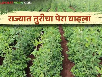 Tur Cultivation : यंदा राज्यात १ लाख हेक्टरने तुरीचे क्षेत्र वाढले, मागील वर्षी किती होतं? - Marathi News | Latest News Tur Cultivation area of tur has increased by 1 lakh hectares in maharashtra see details | Latest News at Lokmat.com Tur Cultivation : यंदा राज्यात १ लाख हेक्टरने तुरीचे क्षेत्र वाढले, मागील वर्षी किती होतं? - Marathi News | Latest News Tur Cultivation area of tur has increased by 1 lakh hectares in maharashtra see details | Latest News at Lokmat.com
