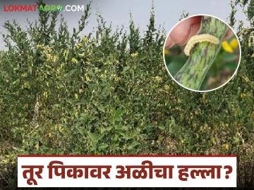 Tur Pest Management : तूर पिकावर अळीचा हल्ला? शेतकऱ्यांसाठी तातडीचे उपाय जाणून घ्या - Marathi News | latest news Tur Pest Management: Worm attack on Tur crop? Know the urgent solutions for farmers | Latest News at Lokmat.com Tur Pest Management : तूर पिकावर अळीचा हल्ला? शेतकऱ्यांसाठी तातडीचे उपाय जाणून घ्या - Marathi News | latest news Tur Pest Management: Worm attack on Tur crop? Know the urgent solutions for farmers | Latest News at Lokmat.com