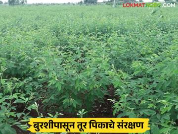 Tur Crop Management : तीन प्रकारच्या बुरशीपासून तूर पिकाचे संरक्षण कसे कराल? वाचा सविस्तर  - Marathi News | Latest News Tur Crop Management How to protect tur crop from three types of fungi Read in detail | Latest News at Lokmat.com Tur Crop Management : तीन प्रकारच्या बुरशीपासून तूर पिकाचे संरक्षण कसे कराल? वाचा सविस्तर  - Marathi News | Latest News Tur Crop Management How to protect tur crop from three types of fungi Read in detail | Latest News at Lokmat.com