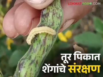 Tur Kid Niyantran : तुरीवरील शेंगा पोखरणाऱ्या अळीला कसे रोखणार? - Marathi News | Tur Kid Niyantran : How to prevent the pod borer in pigeon pea tur crop? | Latest News at Lokmat.com