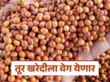 राज्यात तूर खरेदीला आता वेग येणार; केंद्र सरकारने शेतकऱ्यांच्या हितासाठी घेतला 'हा' महत्त्वपूर्ण निर्णय - Marathi News | pigeon pea procurement will now accelerate in the state; The central government has taken this important decision for the benefit of farmers | Latest News at Lokmat.com राज्यात तूर खरेदीला आता वेग येणार; केंद्र सरकारने शेतकऱ्यांच्या हितासाठी घेतला 'हा' महत्त्वपूर्ण निर्णय - Marathi News | pigeon pea procurement will now accelerate in the state; The central government has taken this important decision for the benefit of farmers | Latest News at Lokmat.com