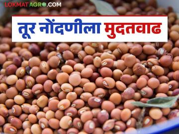 Tur procurement: तूर उत्पादकांना दिलासा; ही आहे नोंदणीची शेवटची तारीख वाचा सविस्तर - Marathi News | Tur procurement: latest news Relief for Tur growers; This is the last date for registration, read in detail | Latest News at Lokmat.com
