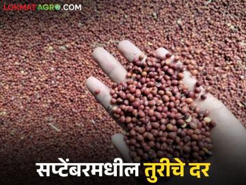Tur Market : सप्टेंबर 2025 मध्ये तुरीला प्रति क्विंटल दर काय मिळतील, वाचा सविस्तर - Marathi News | Latest News Tur Market What will be price per quintal of Tur in September 2025, read in detail | Latest News at Lokmat.com Tur Market : सप्टेंबर 2025 मध्ये तुरीला प्रति क्विंटल दर काय मिळतील, वाचा सविस्तर - Marathi News | Latest News Tur Market What will be price per quintal of Tur in September 2025, read in detail | Latest News at Lokmat.com