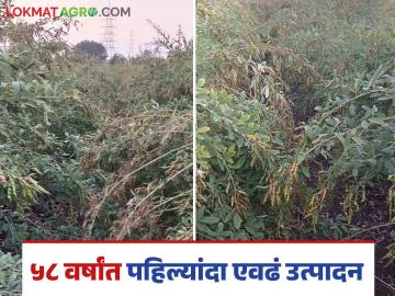 Farmer Success Story : सहज प्रयोग केला पण, भरमसाठ उत्पादन देवून गेला, तूर, सोयाबीन आंतरपिकाचा प्रयोग  - Marathi News | Latest News Farmer Success Story experimenting with tur and soybean intercropping in Chatrapati Sambhajinagar district See details | Latest News at Lokmat.com