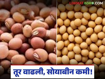 Tur Soybean Market : तूर वाढली, सोयाबीन कमी; बाजारातील दरांचे नवे समीकरण वाचा सविस्तर - Marathi News | latest news Tur Soybean Market: Tur increased, soybean decreased; Read the new equation of market prices in detail | Latest News at Lokmat.com