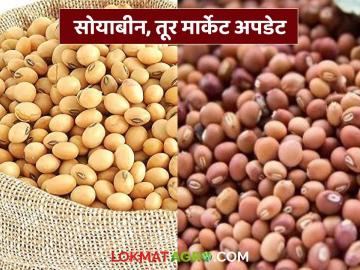 Soyabean, Tur Market Update: सोयाबीन दरात मंद चढ-उतार; तुरीने राखली स्थिरता वाचा सविस्तर - Marathi News | latest news Soyabean, Tur Market Update: Slow fluctuations in soybean prices; Tur maintained stability Read in detail | Latest News at Lokmat.com