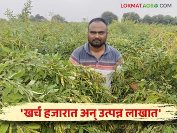 Success Story : आष्टीच्या शेतकर्याने 'या' तंत्राने केली झक्कास तुर शेती! वाचा सविस्तर - Marathi News | Success Story : The farmer of Ashti has successfully farmed a chick pea with 'this' technique! Read in detail | Latest News at Lokmat.com Success Story : आष्टीच्या शेतकर्याने 'या' तंत्राने केली झक्कास तुर शेती! वाचा सविस्तर - Marathi News | Success Story : The farmer of Ashti has successfully farmed a chick pea with 'this' technique! Read in detail | Latest News at Lokmat.com