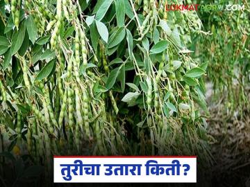 Tur Crop: तुरीचा उतारा कोसळला; काय आहे कारण जाणून घ्या - Marathi News | latest news Tur Crop: Tur crop collapses; know the reason | Latest News at Lokmat.com
