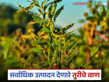 तुरीचे सर्वाधिक उत्पादन देणारे टॉप तीन वाण कोणते? जाणून घ्या सविस्तर - Marathi News | What are the top three varieties of pigeon pea tur that yield the highest yields? Find out in detail | Latest News at Lokmat.com