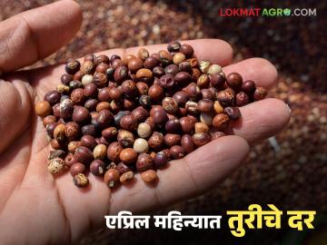 Tur Bajarbhav : यंदाच्या एप्रिल महिन्यात तुरीचे दर कसे राहतील, MSP च्या पुढे जातील का? वाचा सविस्तर  - Marathi News | Latest News tur market prices How will the prices of tur be in the month of April 2026 | Latest News at Lokmat.com