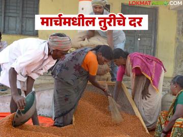 Tur Market : तुरीच्या किंमती MSP च्या दिशेने, चालू मार्च महिन्यात सरासरी दर कसे राहतील, वाचा सविस्तर - Marathi News | Latest News Prices of tur are moving towards MSP, how will the average prices March 2026, read in detail | Latest News at Lokmat.com Tur Market : तुरीच्या किंमती MSP च्या दिशेने, चालू मार्च महिन्यात सरासरी दर कसे राहतील, वाचा सविस्तर - Marathi News | Latest News Prices of tur are moving towards MSP, how will the average prices March 2026, read in detail | Latest News at Lokmat.com