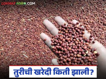 एकूण तूर उत्पादनाच्या केवळ 5.21 टक्केच एमएसपी दराने खरेदी, शेतकऱ्यांना किती पैसे मिळाले? 