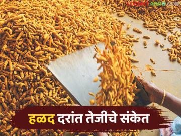 Halad Market : हळद बाजारात तेजीची चाहूल;'या' महिन्यांत दर वाढणार? - Marathi News | latest news Halad Market: Signs of a boom in the turmeric market; Will prices increase in 'these' months? | Latest News at Lokmat.com