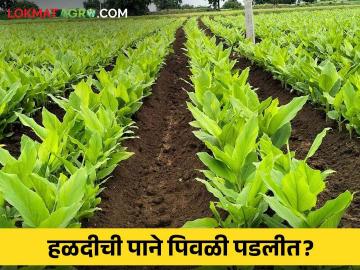 Turmeric Leaves : हळदीच्या पानांवर पिवळेपणा वाढलाय? मग करा हे सोपे उपाय - Marathi News | If yellowness has increased on the leaves of turmeric then do this simple remedy | Latest News at Lokmat.com Turmeric Leaves : हळदीच्या पानांवर पिवळेपणा वाढलाय? मग करा हे सोपे उपाय - Marathi News | If yellowness has increased on the leaves of turmeric then do this simple remedy | Latest News at Lokmat.com