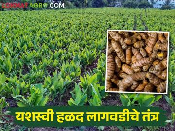 Turmeric हळद लागवडीच्या या टीप्समुळे मिळेल लाखोंचे उत्पादन - Marathi News | Turmeric Cultivation; Important tips for farmers of turmeric cultivation better yield | Latest News at Lokmat.com
