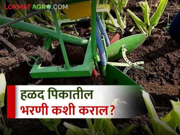 हळद पिकातील पूर्वमशागतीचे असे करा व्यवस्थापन - Marathi News | pre-cultivation tillage management in turmeric crop | Latest News at Lokmat.com