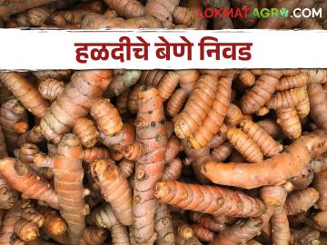 Turmeric Cultivation हळद लागवड करताय; बेण्याची निवड कशी कराल? - Marathi News | Cultivating Turmeric; How to choose a planting material? | Latest News at Lokmat.com Turmeric Cultivation हळद लागवड करताय; बेण्याची निवड कशी कराल? - Marathi News | Cultivating Turmeric; How to choose a planting material? | Latest News at Lokmat.com