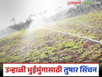 Unhali Bhuimug : उन्हाळी भुईमुंगासाठी तुषार सिंचन करा, 20 टक्के उत्पादन वाढवा! - Marathi News | Latest news Unhali Bhuimug Use frost irrigation for summer peanuts, increase production by 20 percent! | Latest News at Lokmat.com Unhali Bhuimug : उन्हाळी भुईमुंगासाठी तुषार सिंचन करा, 20 टक्के उत्पादन वाढवा! - Marathi News | Latest news Unhali Bhuimug Use frost irrigation for summer peanuts, increase production by 20 percent! | Latest News at Lokmat.com