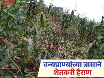 बिबट्याच्या भितीने शेतात पाणी भरता येईना अन् रानडुकरं पिकं घेऊ देईना; शेतकरी हताश - Marathi News | Farmers are desperate as they cannot water their fields due to fear of leopards and wild boars will not allow them to eat their crops. | Latest News at Lokmat.com