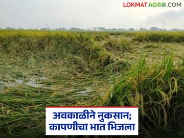 अवकाळीचे थैमान; भात कापला तरी नुकसान अन् नाही कापला तरी नुकसान - Marathi News | Unseasonal rains; loss even if rice is harvested, loss even if not harvested | Latest News at Lokmat.com