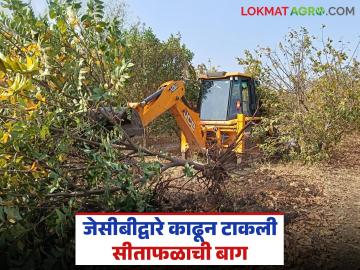 कर्जाचा डोंगर वाढतोय मात्र उत्पन्न काही हाती लागेना; शेतकऱ्याने जेसीबीद्वारे काढून टाकली सीताफळ बाग - Marathi News | The mountain of debt is growing but there is no income; Farmer removes betel nut orchard with JCB | Latest News at Lokmat.com कर्जाचा डोंगर वाढतोय मात्र उत्पन्न काही हाती लागेना; शेतकऱ्याने जेसीबीद्वारे काढून टाकली सीताफळ बाग - Marathi News | The mountain of debt is growing but there is no income; Farmer removes betel nut orchard with JCB | Latest News at Lokmat.com