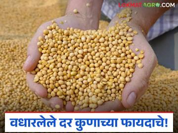 शेतकऱ्यांकडील सोयाबीन संपले अन् आता बाजारात दर वाढले; फायदा व्यापाऱ्यांचाच तर शेतकऱ्यांच्या पदरी निराशाच - Marathi News | Farmers' soybeans are gone and now the prices have increased in the market; only traders benefit, but farmers are disappointed. | Latest News at Lokmat.com