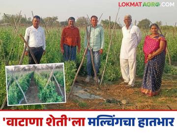 वाटाणा पिकांत 'मल्चिंग'चा वापर; केशवरावांचा प्रयोग चर्चेचा विषय - Marathi News | Use of 'mulching' in pea crops; Keshav Rao's experiment a topic of discussion | Latest News at Lokmat.com वाटाणा पिकांत 'मल्चिंग'चा वापर; केशवरावांचा प्रयोग चर्चेचा विषय - Marathi News | Use of 'mulching' in pea crops; Keshav Rao's experiment a topic of discussion | Latest News at Lokmat.com