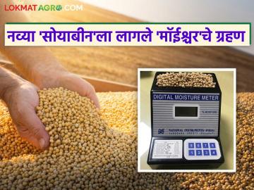नव्या 'सोयाबीन'ला लागले 'मॉईश्चर'चे ग्रहण; कमी दरामुळे शेतकऱ्याने बाजारातून शेतमाल नेला परत - Marathi News | New soybeans suffer from moisture shortage; Farmers return produce from market due to low prices | Latest News at Lokmat.com