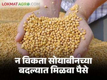 Shetmal Taran Yojana : दर कमी आहे तर सोयाबीन विकू नका; शेतमाल तारण अंतर्गत कर्ज मिळवा - Marathi News | Shetmal Taran Yojana : Don't sell soybeans if price is low; Get a loan under agricultural mortgage | Latest News at Lokmat.com