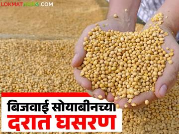 बिजवाई सोयाबीनच्या मोठी घसरण; शेतकऱ्यांमध्ये निराशेचे वातावरण! आवकही निम्म्यावर - Marathi News | Big decline in soybean prices; Farmers are disappointed! Arrivals also down by half | Latest News at Lokmat.com