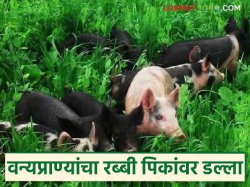 वन्यप्राण्यांचा रब्बी पिकांवर डल्ला; पिकांचे मोठे नुकसान होत असल्याने शेतकरी हवालदिल - Marathi News | Wild animals attack rabi crops; Farmers worried as crops suffer huge losses | Latest News at Lokmat.com वन्यप्राण्यांचा रब्बी पिकांवर डल्ला; पिकांचे मोठे नुकसान होत असल्याने शेतकरी हवालदिल - Marathi News | Wild animals attack rabi crops; Farmers worried as crops suffer huge losses | Latest News at Lokmat.com