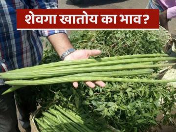 शेवगा खातोय का भाव? वाचा राज्यातील शेवगा बाजारदराची सविस्तर माहिती - Marathi News | Is the price of shevga increasing? Read detailed information about the market price of shevga in the state | Latest News at Lokmat.com शेवगा खातोय का भाव? वाचा राज्यातील शेवगा बाजारदराची सविस्तर माहिती - Marathi News | Is the price of shevga increasing? Read detailed information about the market price of shevga in the state | Latest News at Lokmat.com