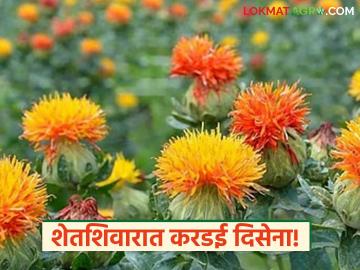 रब्बीतील करडई उत्पादनाकडे शेतकऱ्यांनी फिरवली पाठ; वाचा काय आहेत कारणे - Marathi News | Farmers turned their backs on safflower production in Rabi; Read the reasons | Latest News at Lokmat.com